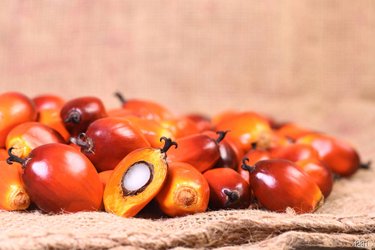 Malaysia End Jan Palm Oil Stocks Seen Flat As Output Exports Slump 