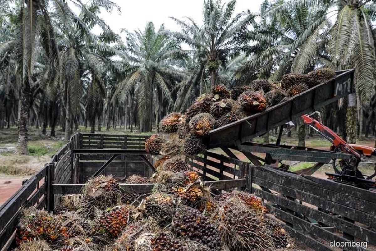 Malaysia's December palm oil exports up 20.4% — AmSpec Agri