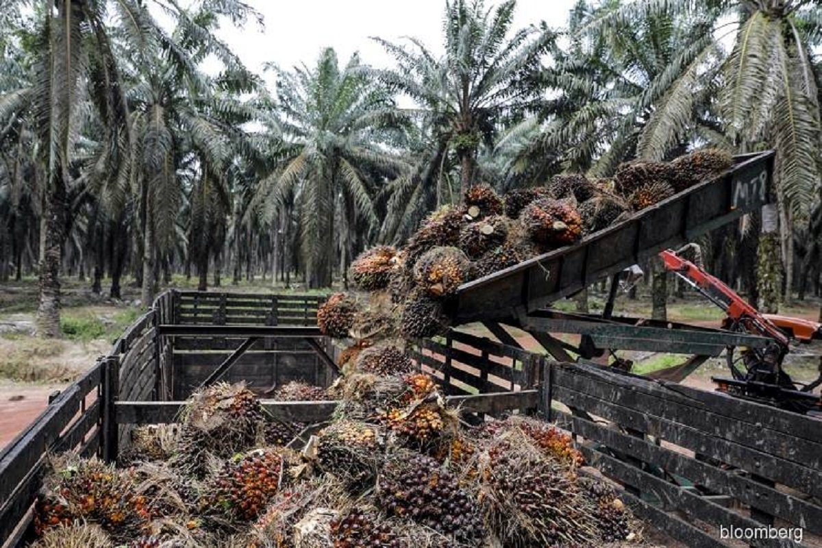 CPO stocks up 5.97% m-o-m in October, total palm oil stocks at 1.83 million tonnes — MPOB