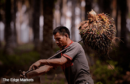 Labour abuses found at Indonesian palm plantations supplying global companies -Amnesty