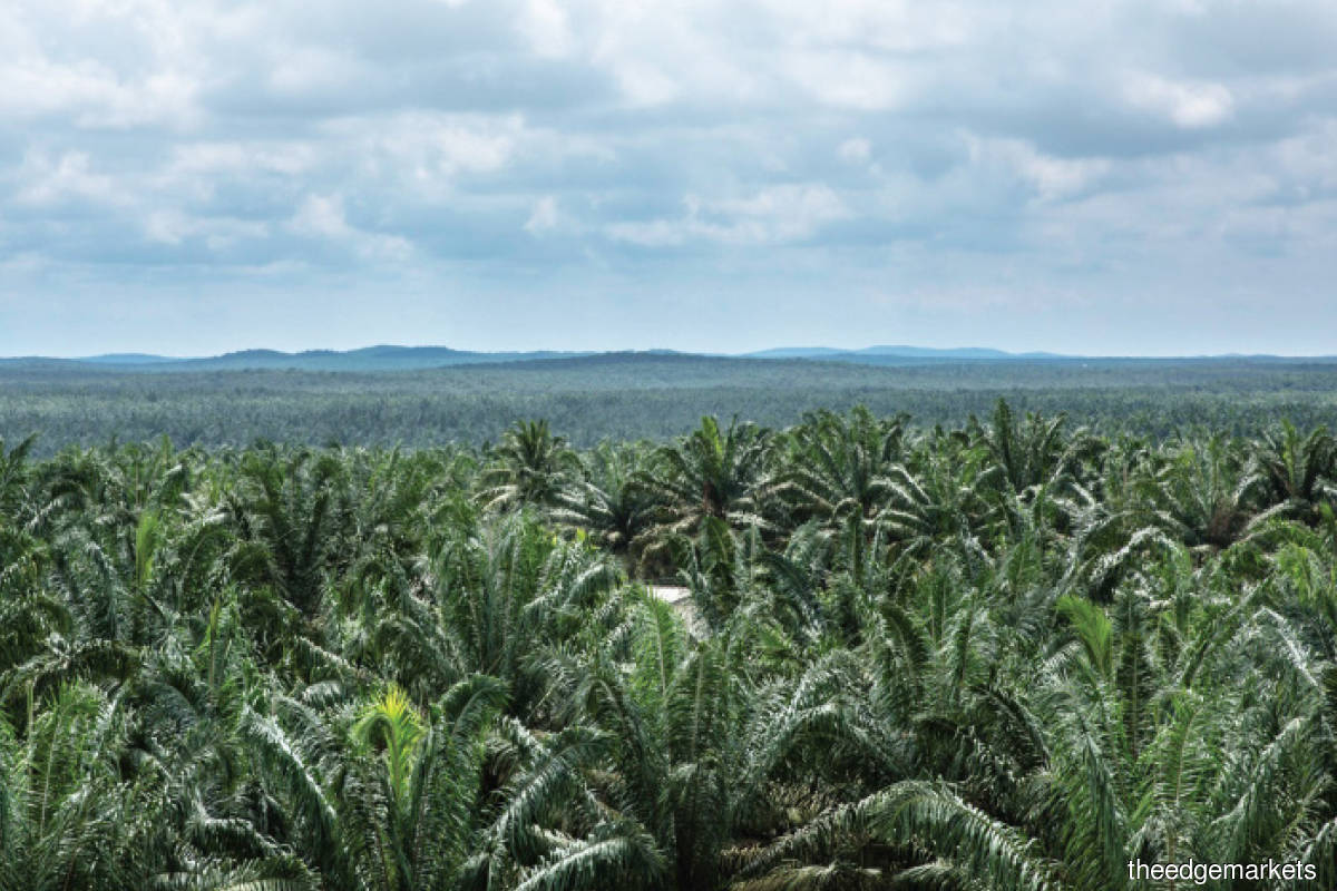 plantation sector in malaysia