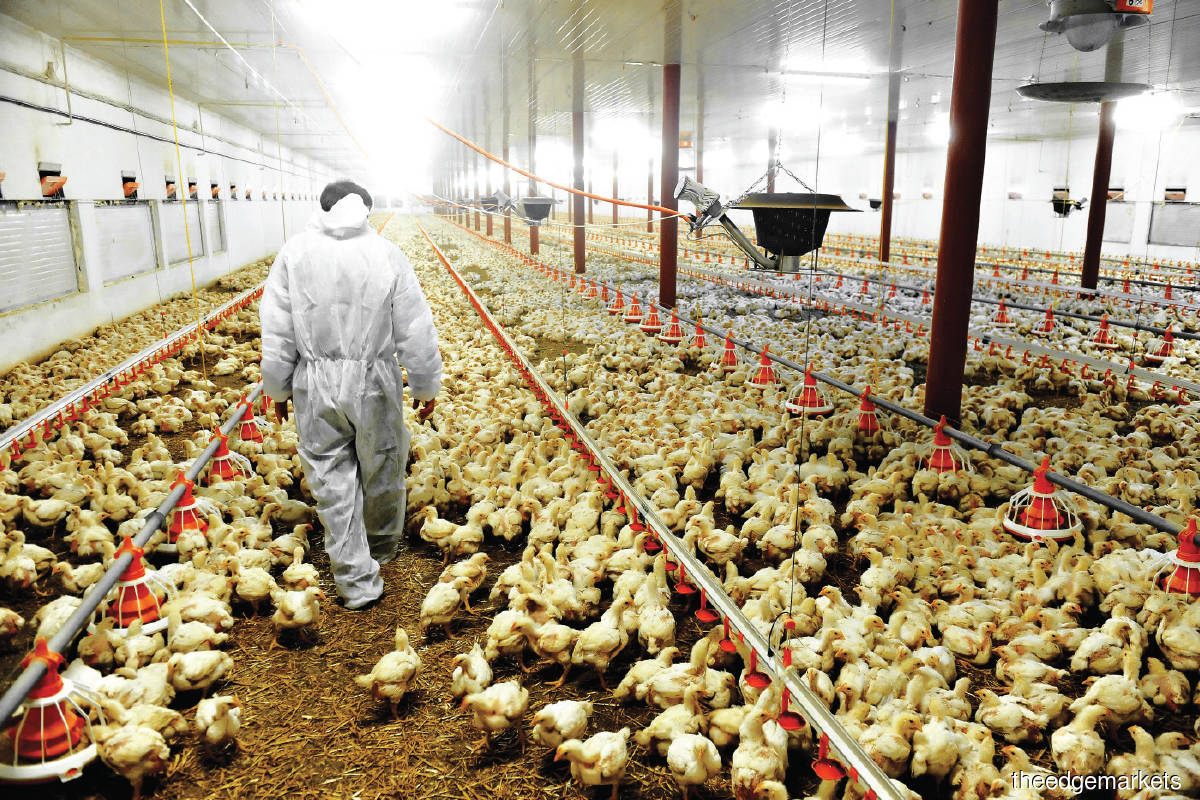 Since October 2020, animal feed costs have gone up by 30% to 35%, and feed costs constitute about 70% of the production costs of chicken and eggs