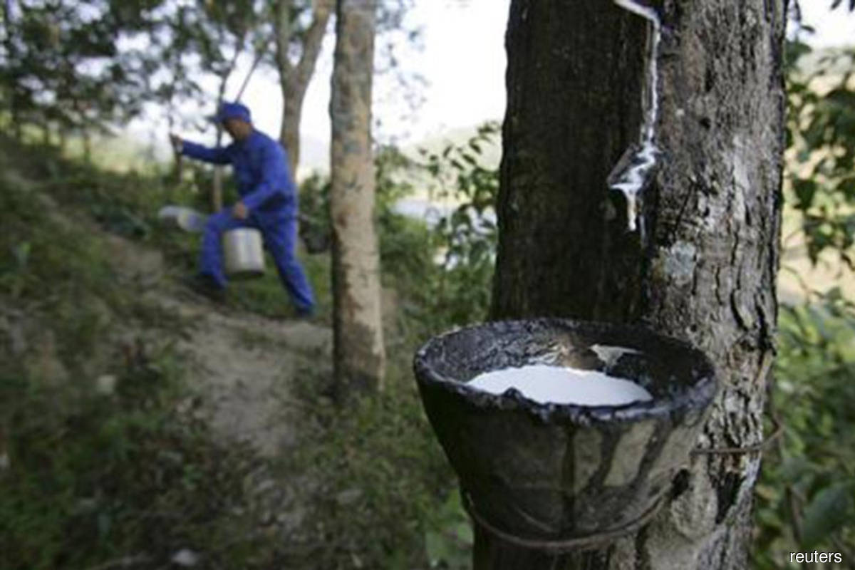 Govt planning to use inoculation method on rubber trees, says Zuraida