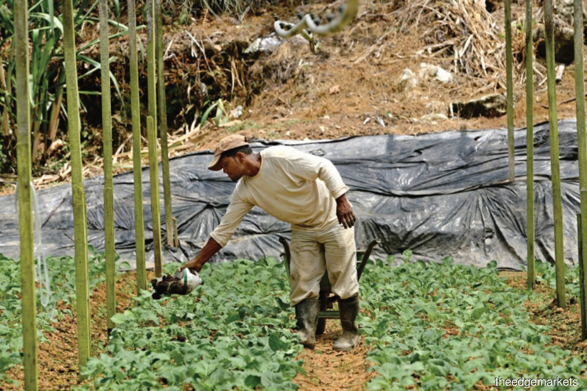 Change regulations to allow more private sector involvement in agriculture industry, experts urge