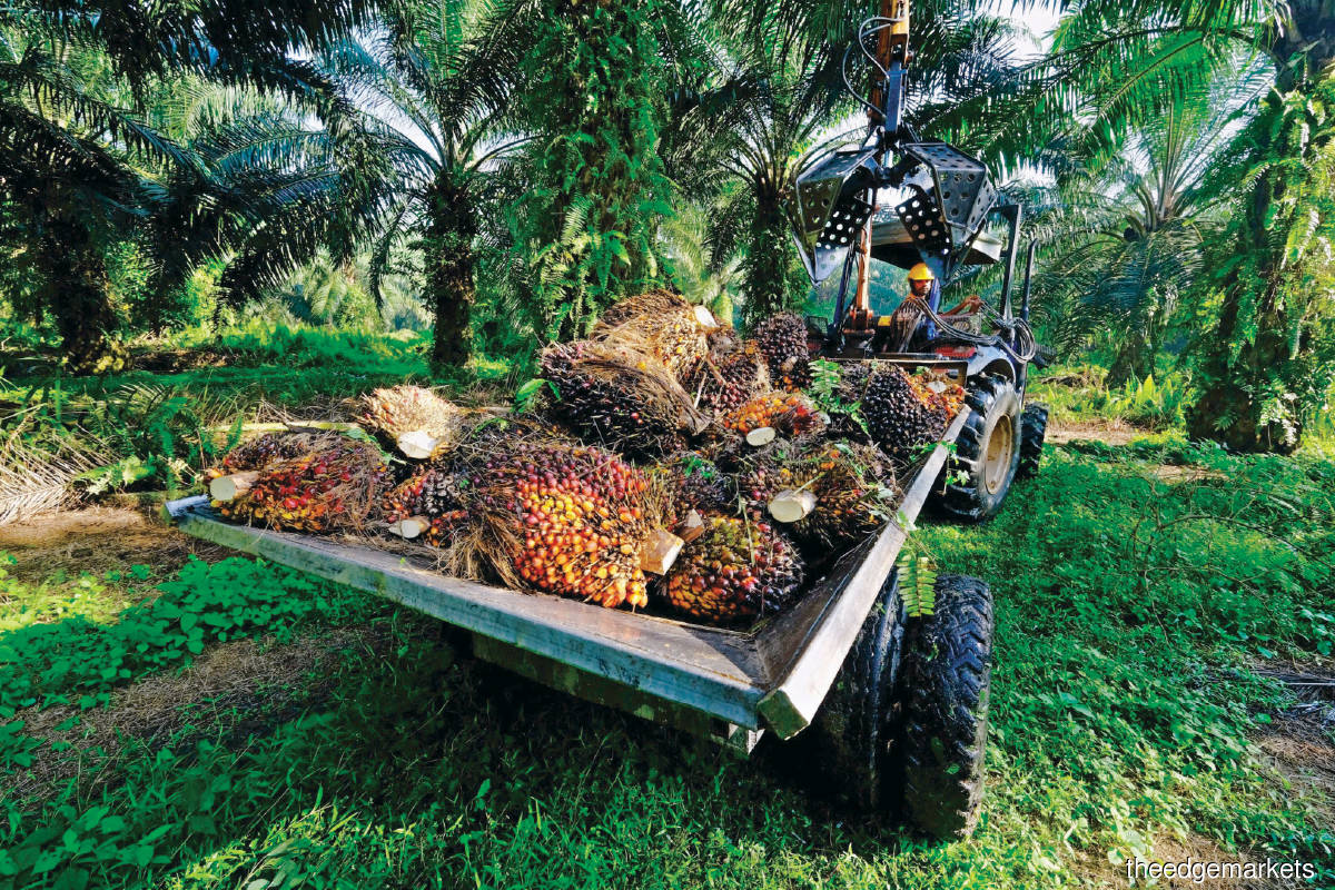 Improvements in earnings were mainly seen in commodity-dependent sectors, with the higher crude palm oil prices boosting the performance of plantation companies. (Photo by Bloomberg)