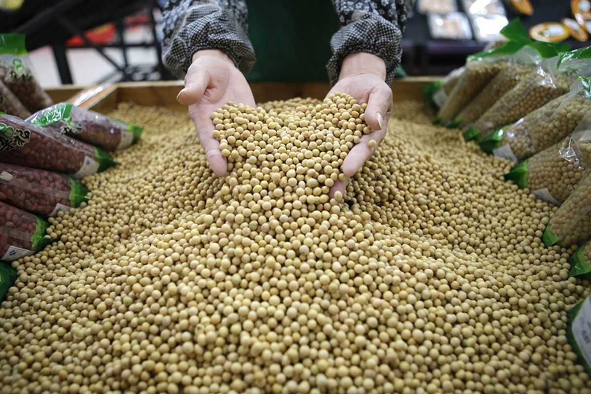 Soybeans hit seven-month high as drought wilts Argentine crop
