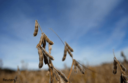 Soybean prices hit 8-day high before edging lower