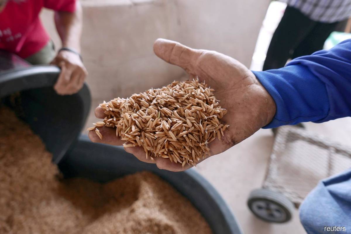 Rice grains seen in a farmer's hand (Reuters filepix)