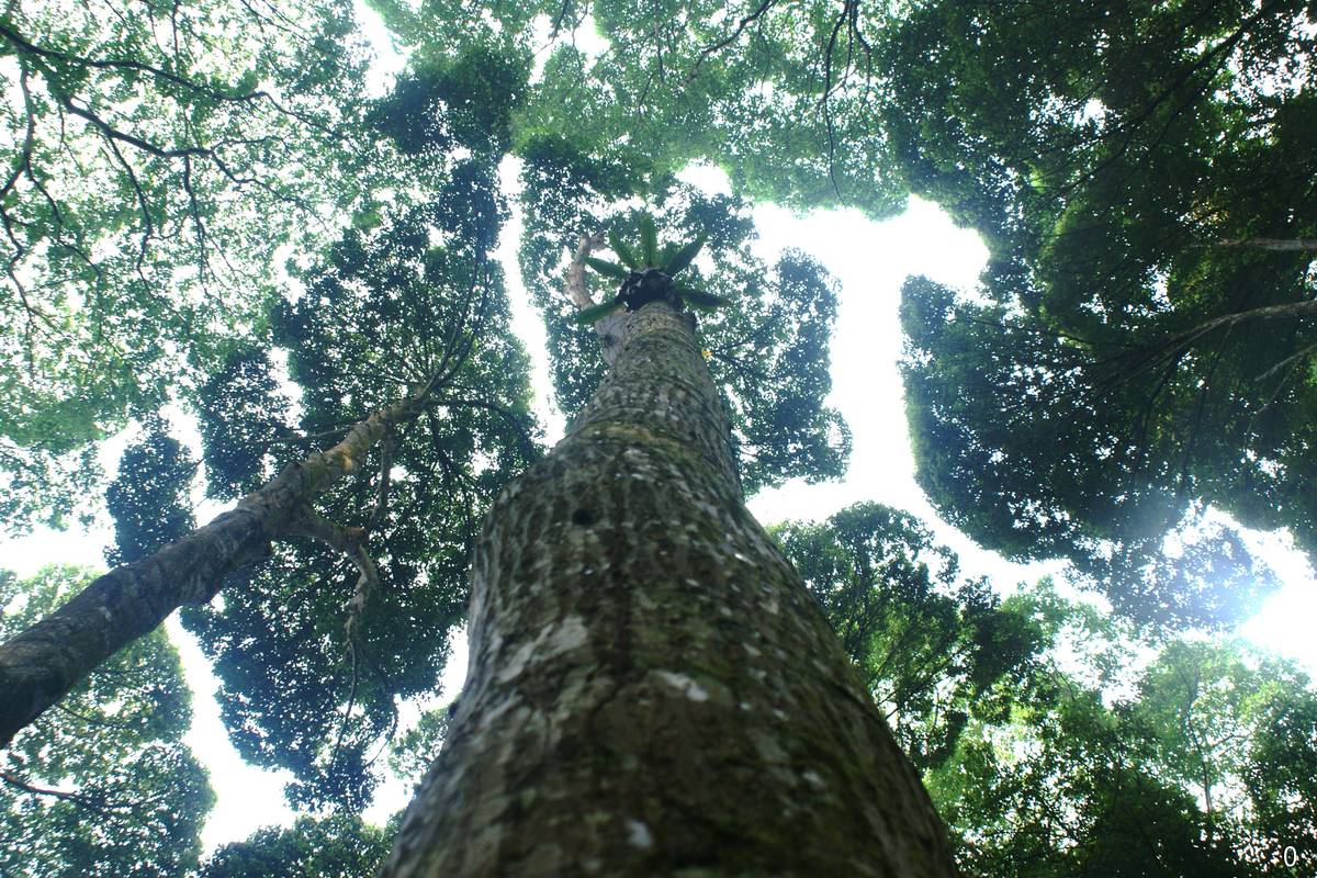 AstraZeneca pledges $400m to fight deforestation