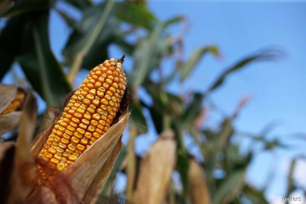 US says strong demand to cut corn supply; prices hit highest since June 2013