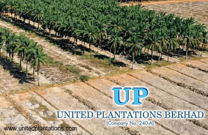 Price united plantations share United Plantations