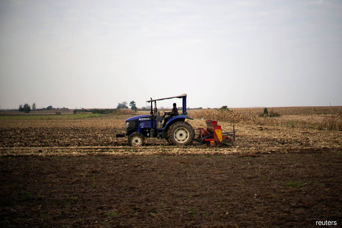 China's wheat growers face 'disaster' after heavy rain batters crop
