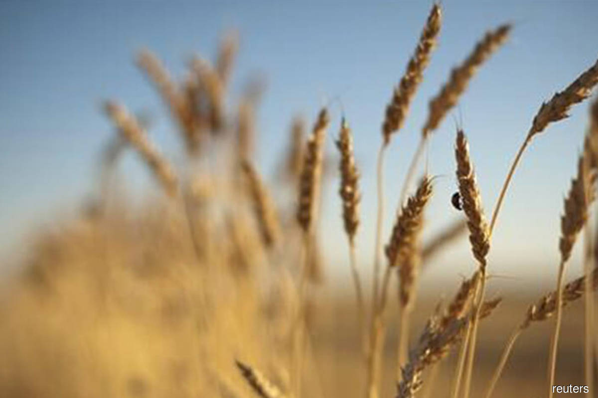 Russia has seized grains worth more than US$100m from Ukraine