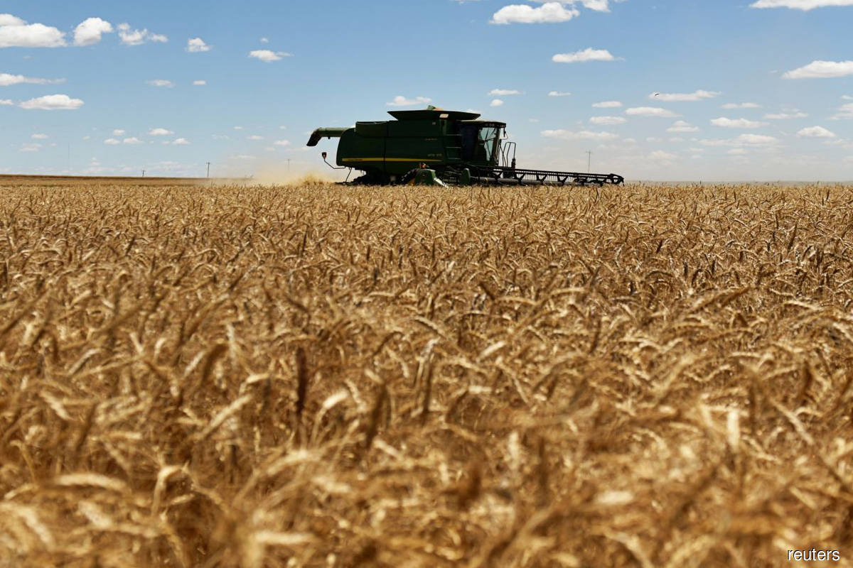 Wheat firms, set for biggest weekly loss in six months on Black Sea supplies