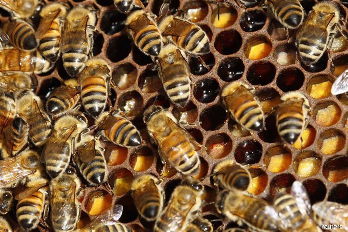 Bee-related start-ups the latest buzz — data