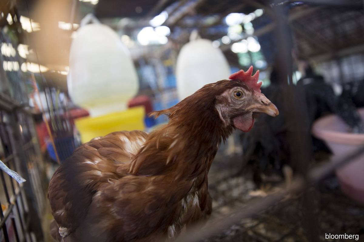 Ban on chicken exports expected to end on Aug 31, Parliament told