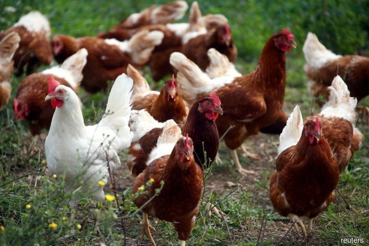Fast spreading bird flu puts EU poultry industry on edge