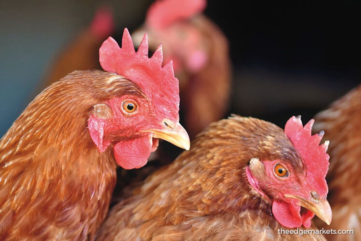 Livestock farmers expect chicken prices to exceed RM10 per kg next month
