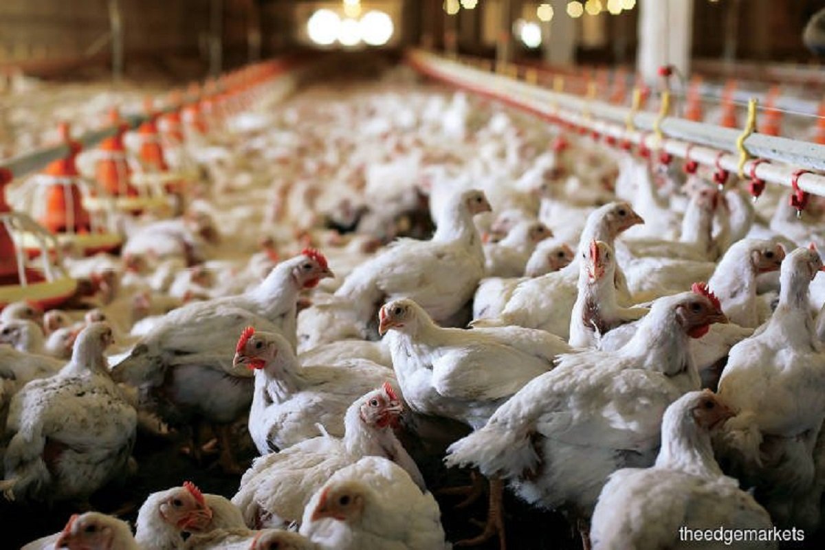 Sarawak self-sufficient in poultry, says state minister