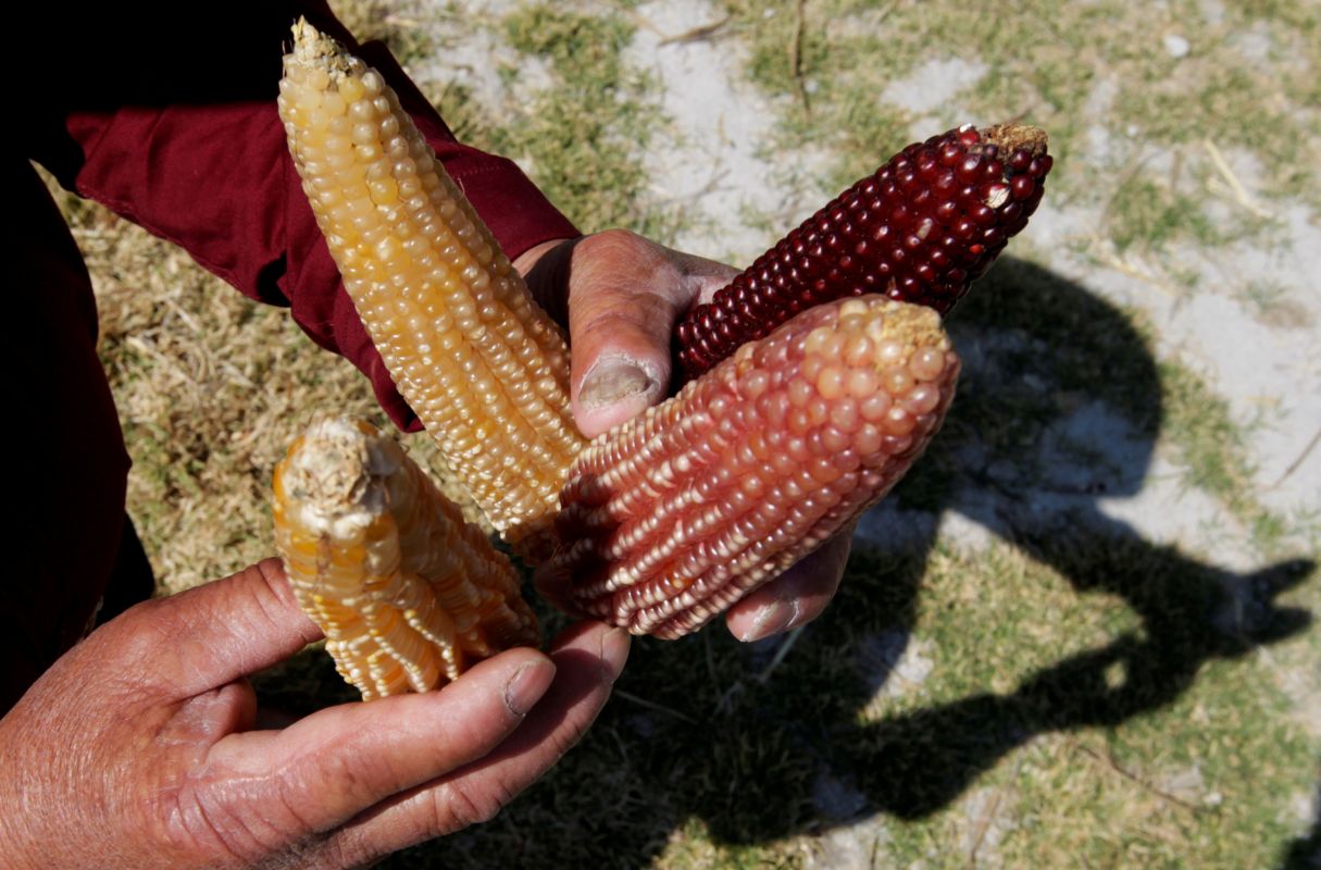 It’s not just agave; distillers find success in Mexican corn too
