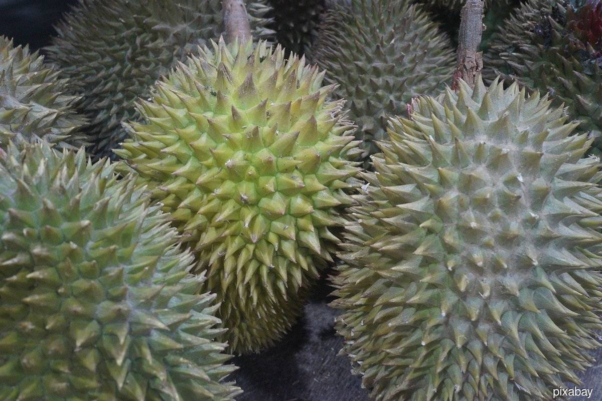 Durian planter DSR Taiko seeks Bursa listing 
