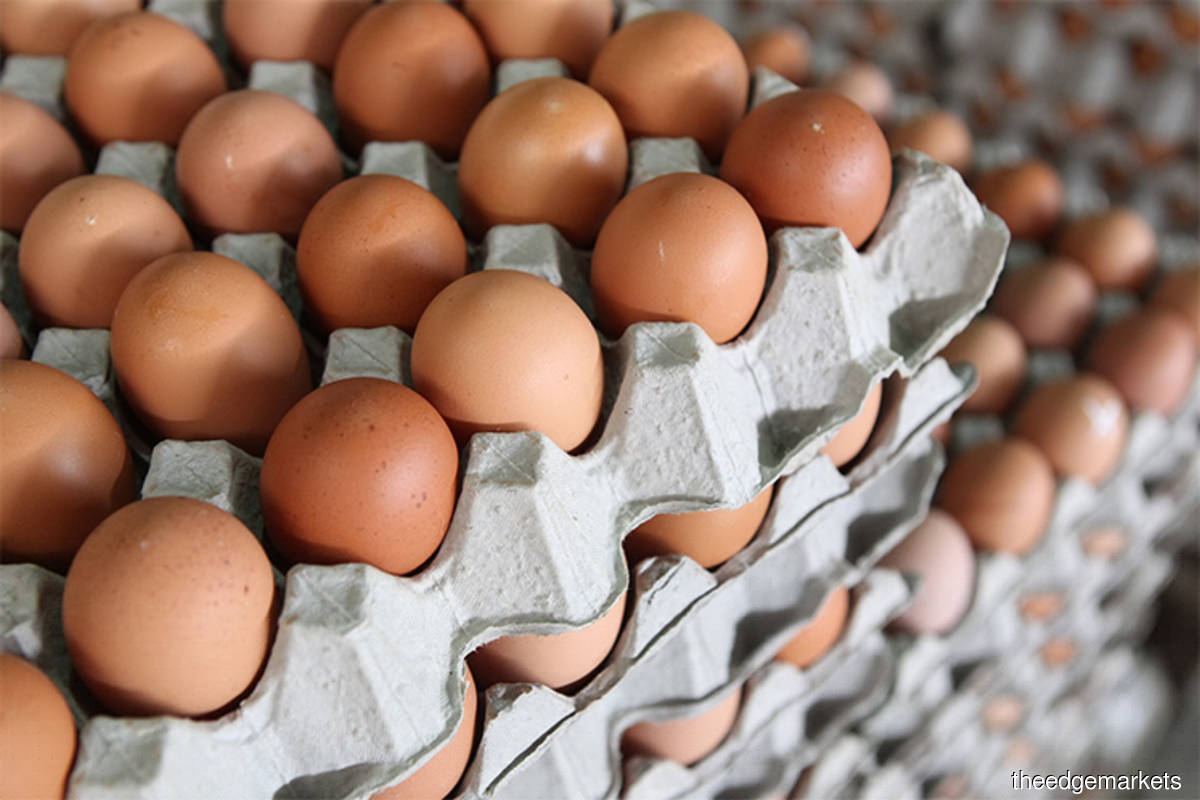 Chicken egg shortage issue to be resolved soon — deputy minister KLSE