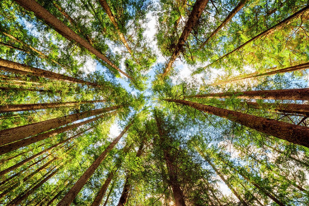 'Man should use his creativity and innovation in a balanced manner to establish harmonious coexistence with Nature.'