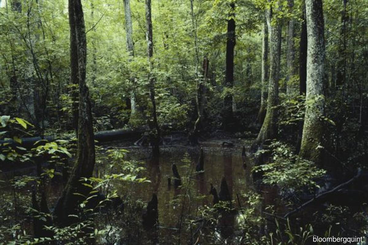 Top US seller of carbon offsets is investigating its projects - Vimarsana News