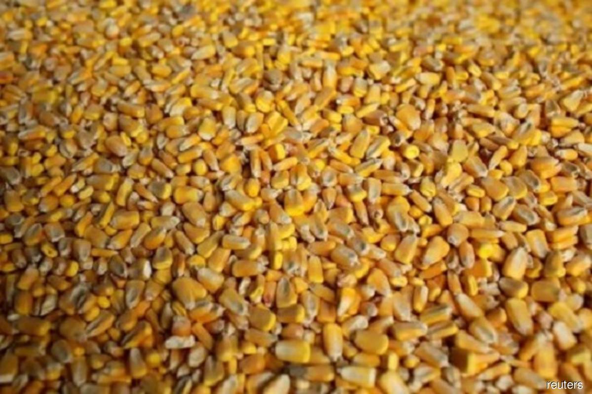 China restricts exports of corn starch, signalling supply worries