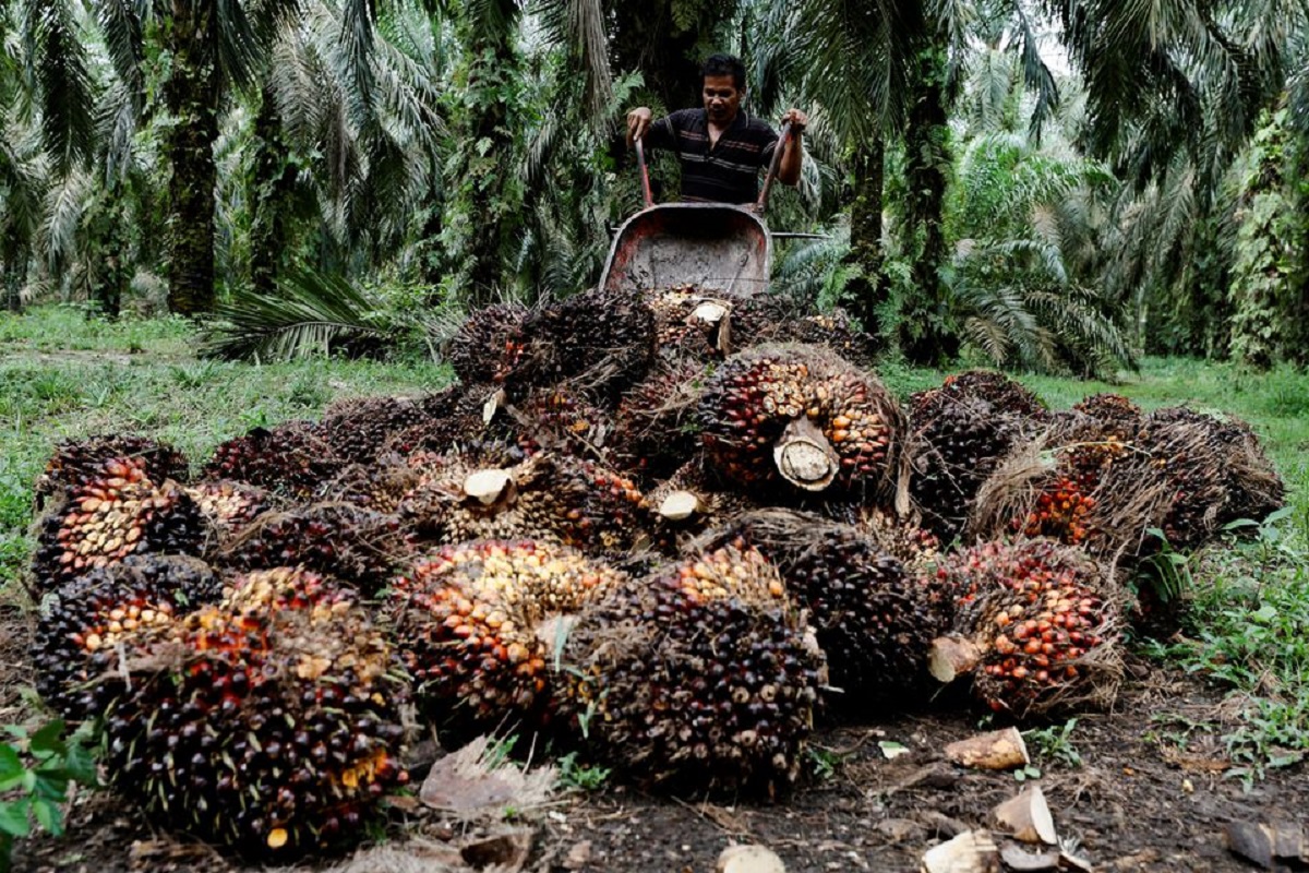 Indonesia to reimpose local palm oil sales rule as it ends export ban