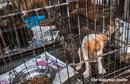 Dogs, cats rain on animal shelter as canines are culled | The Edge Markets Dogs, cats rain on animal shelter as canines are culled | The Edge Markets