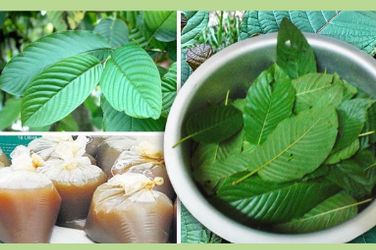 Ketum leaves