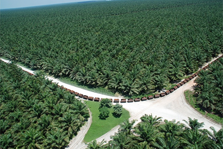 United Plantations 2q Profit Up 63 On Better Output Palm Selling Prices The Edge Markets