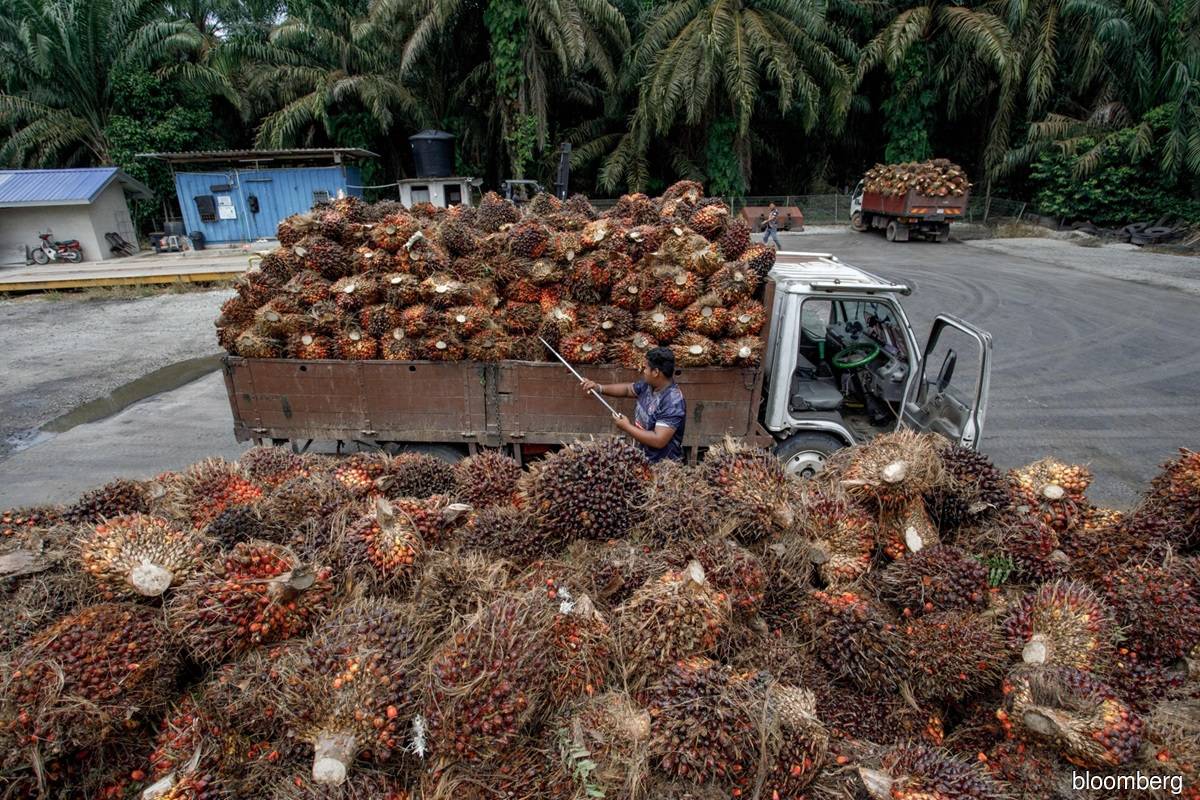 马来西亚棕榈油收成因外国工人流动而增加