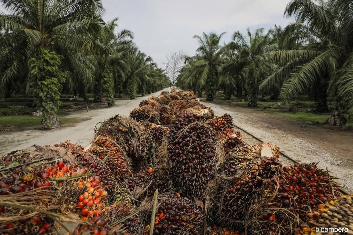 Indian and Chinese demand for palm oil likely to rise in ...