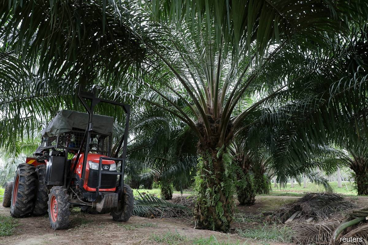 Labour shortages set up Malaysia for third year of palm oil losses