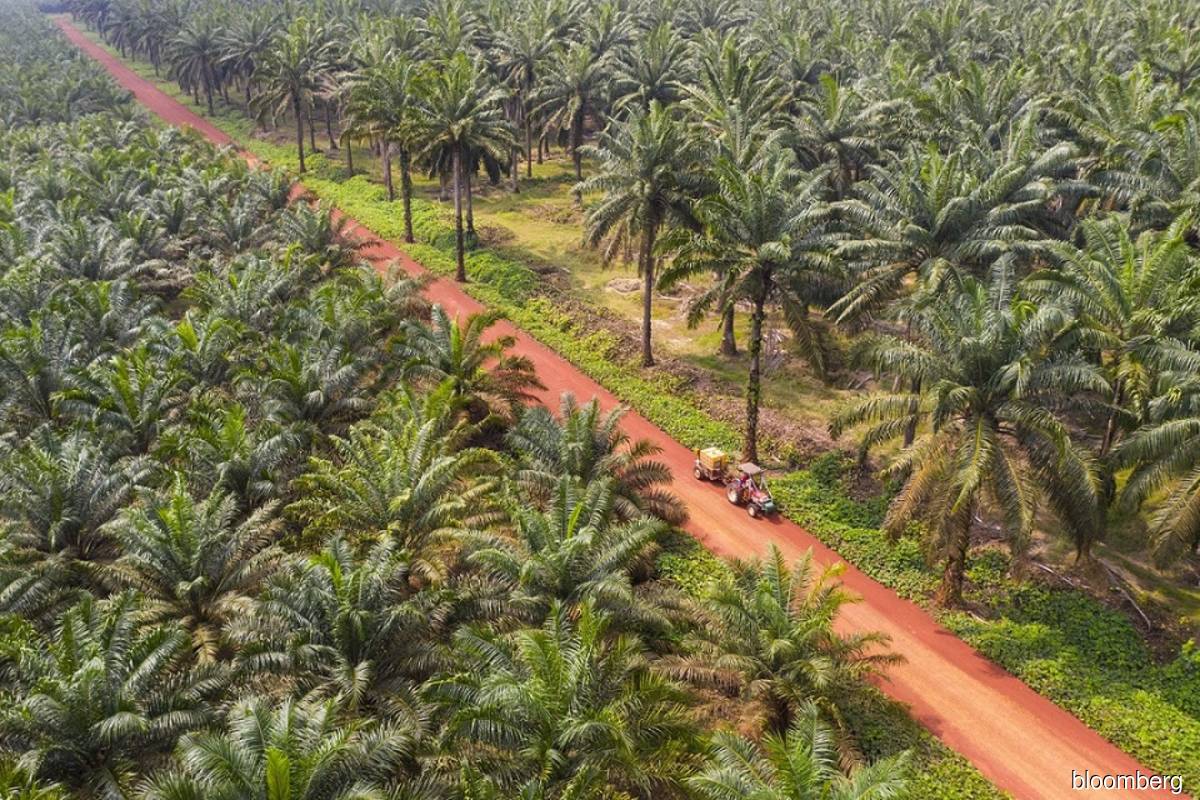 Palm oil extends slump to post longest losing streak since July