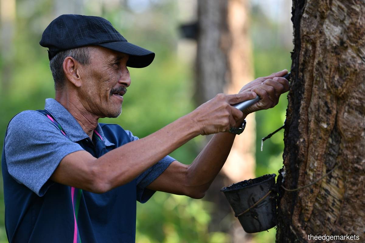 ARBC: Sustainable natural rubber production should not come at cost of smallholders' livelihoods