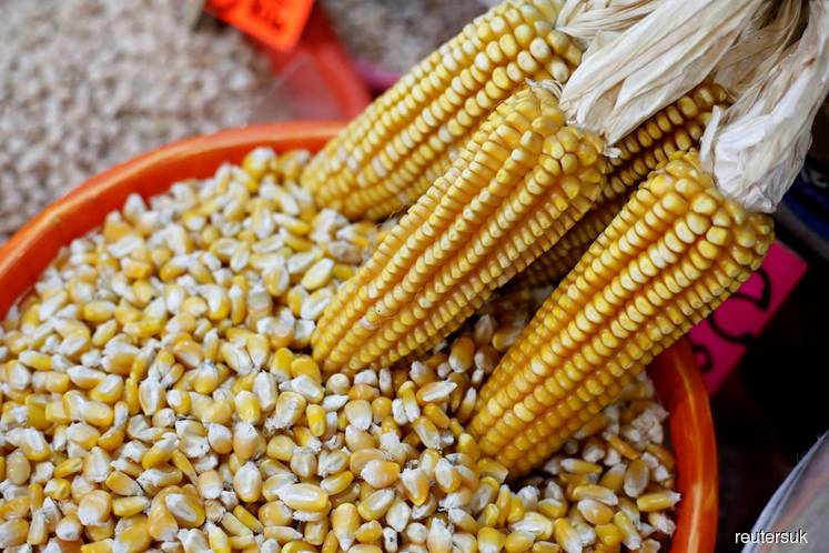 Corn slumps as ethanol makers feel coronavirus constraints 