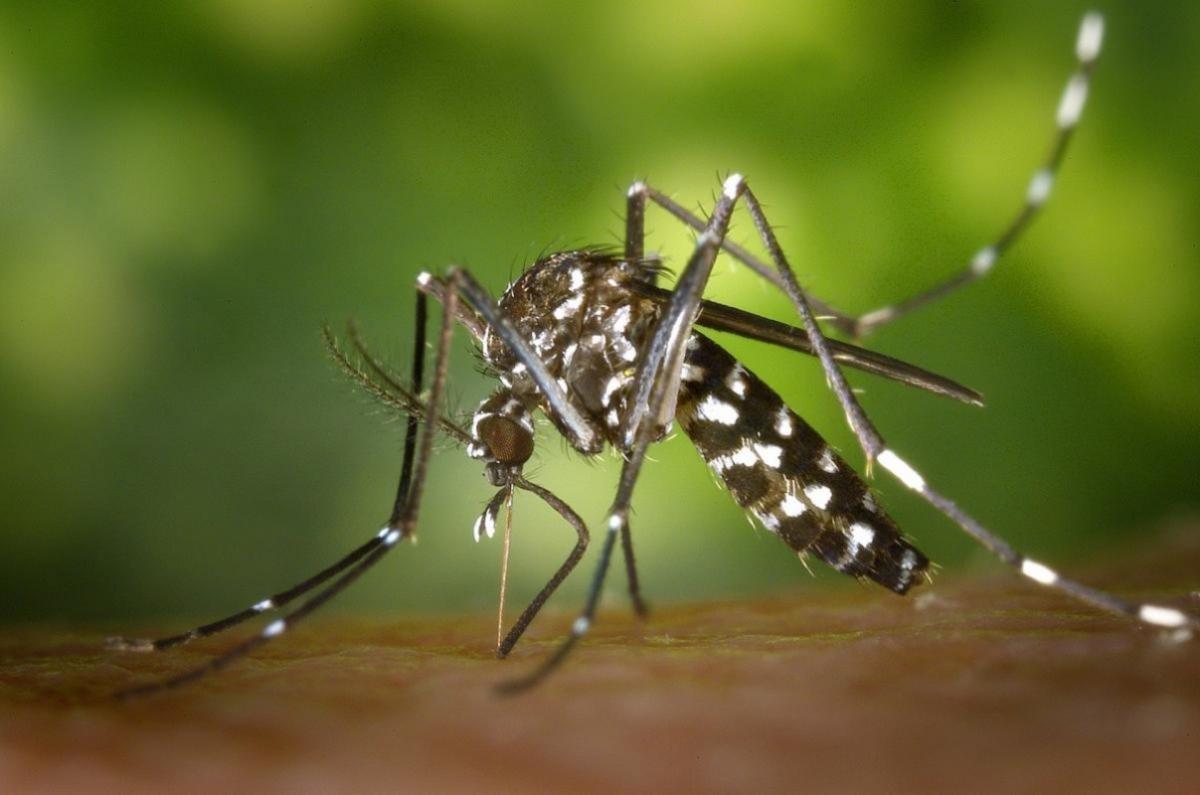 Dengue cases up by 7.9% last week with three deaths recorded