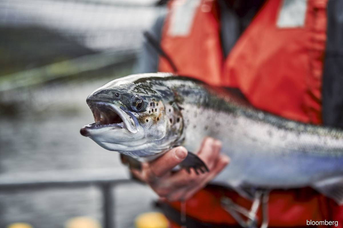 World's biggest salmon farmer offers US$1.6 billion for rival
