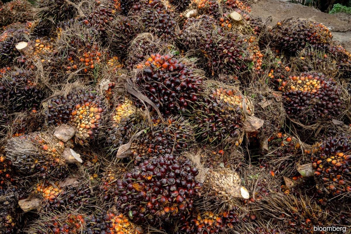 Palm oil climbs to seven-week high on flood fears in top growers