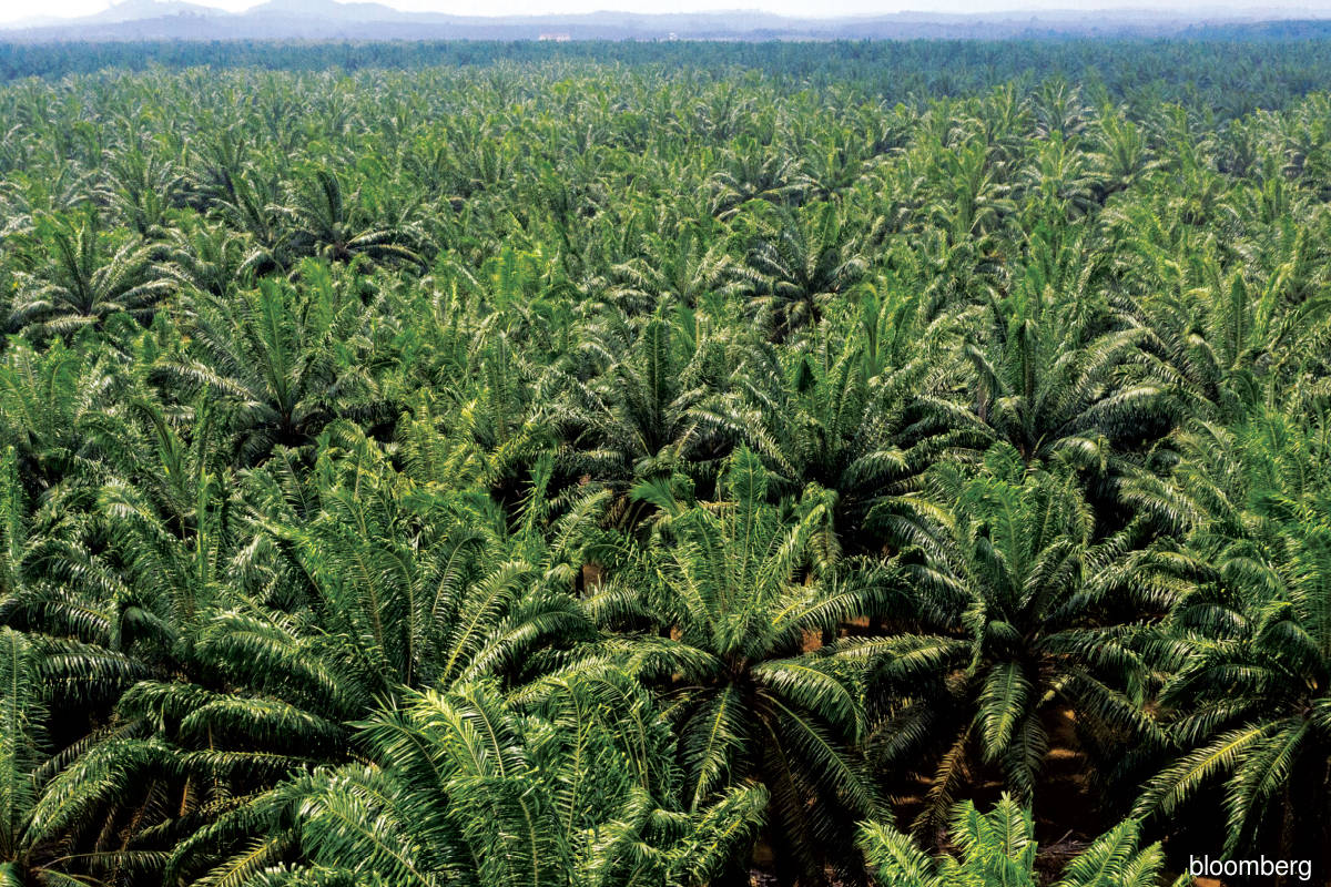 Felda owns 81.65% in FGV, which has 219 estates with a land bank of 438,775ha, of which 336,315ha are planted with oil palm