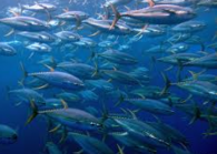 Pacific Andes and China Fishery under investigation