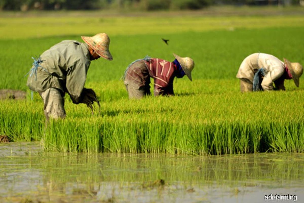Govt allocates RM262 mil to assist farmers hit by hike in price of fertilisers, pesticides — PM