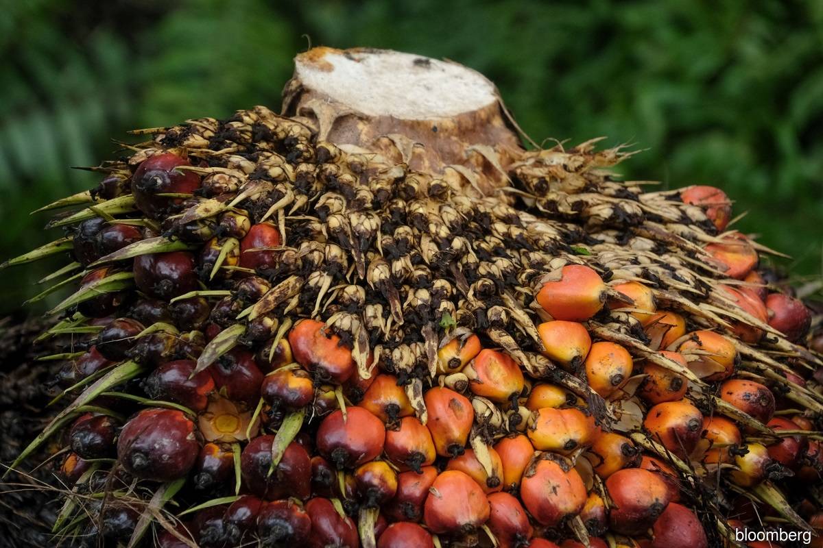 Palm oil slumps on demand destruction and food inflation worries | KLSE ...