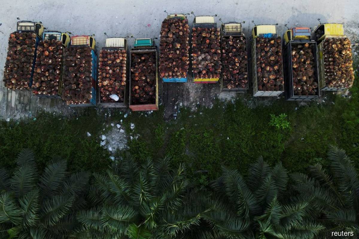 Indonesia policy uncertainty hampers resumption of palm oil exports