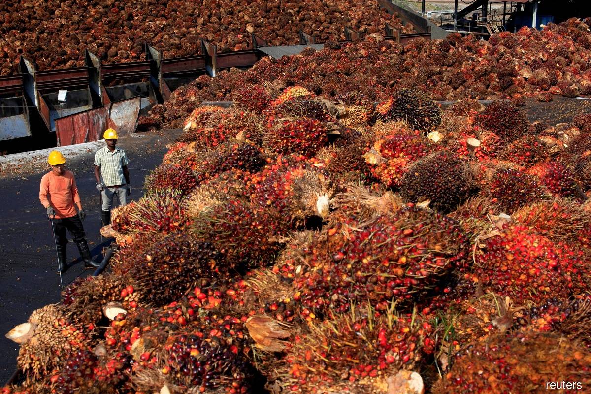 Chaos engulfs US$50b palm market as flip-flops vex traders