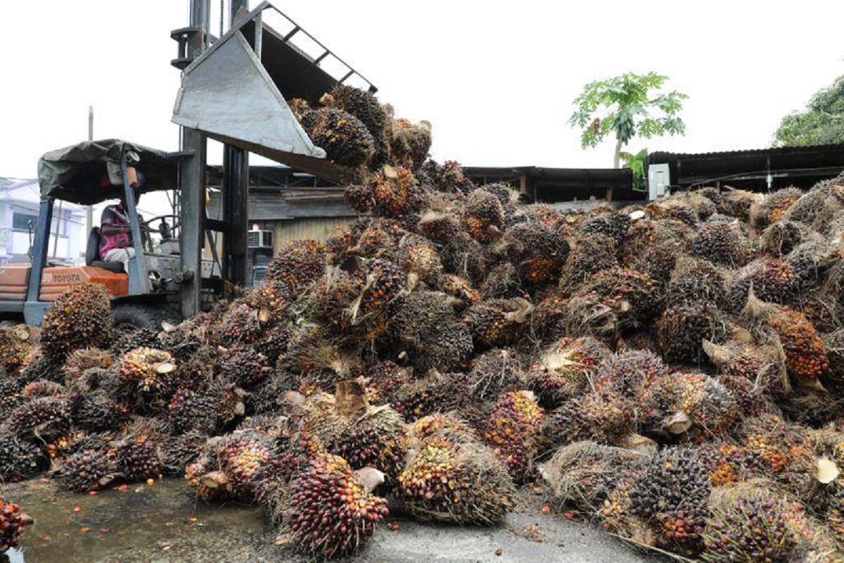 Malaysia’s palm oil stocks likely up 7.6% m-o-m at end-Feb to 1.43 mil tonnes, says CGS-CIMB