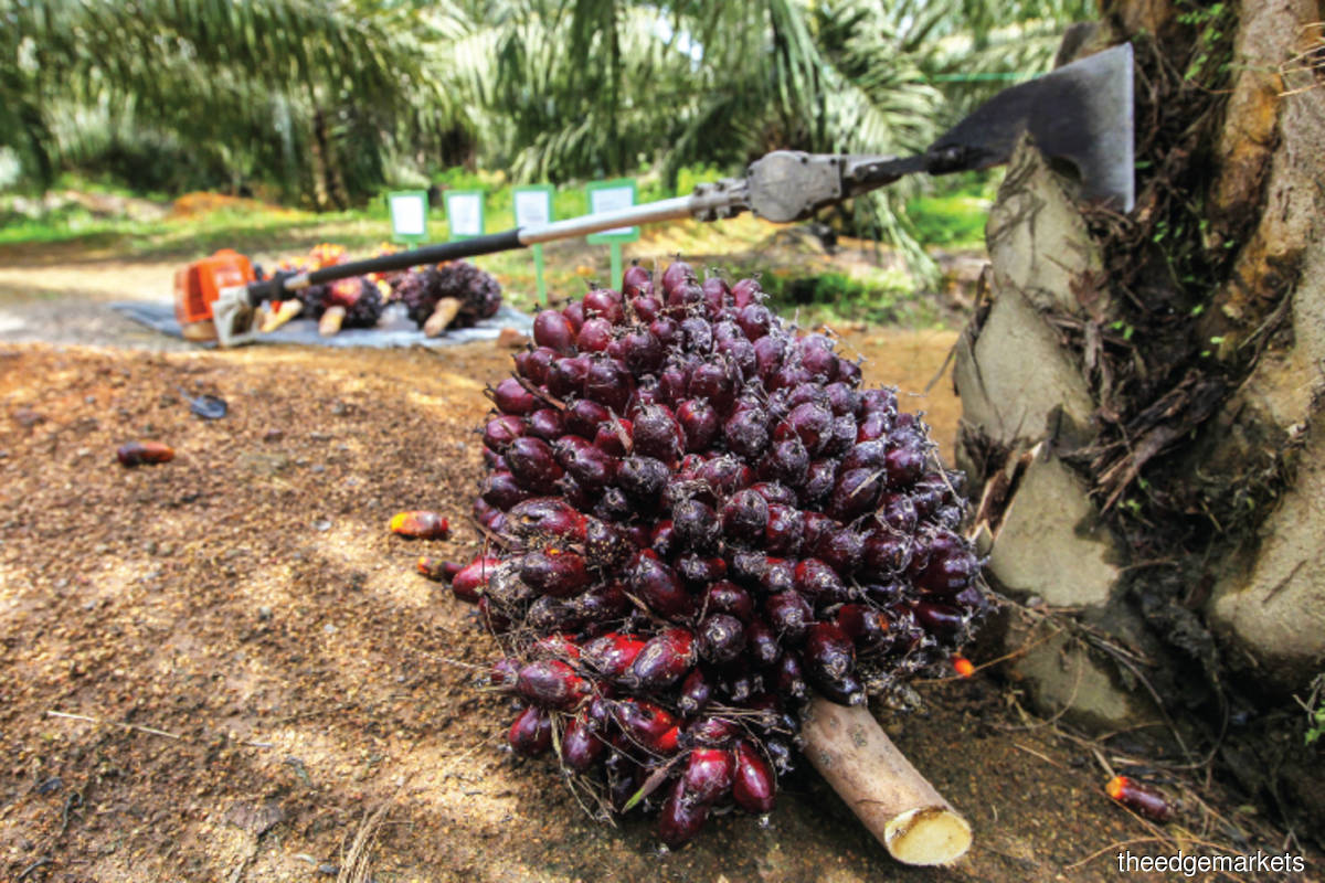 Malaysia's end-June palm oil stocks seen rising to nine-month high